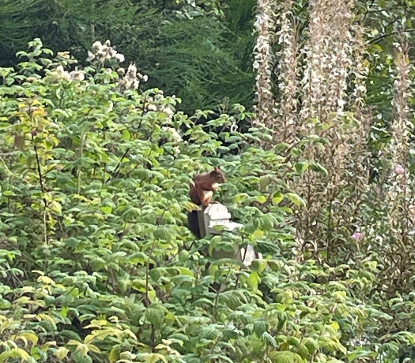Red Squirrel Pod With Hot Tub Oban Exterior foto